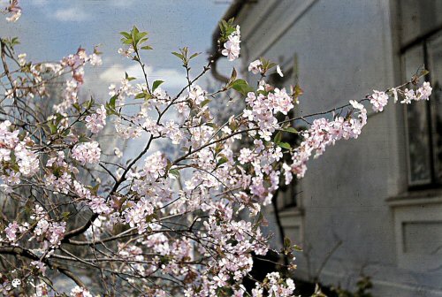 spring flowers