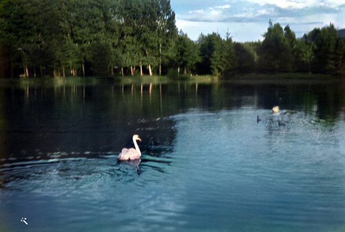 Swans on a pond
